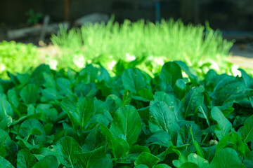 Plant produce for food farm and garden food wish freshness health growth. Green health food...