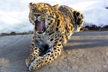 Close up of a leopard yawning 