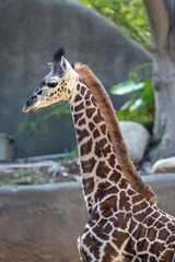 Close up of a baby giraffe