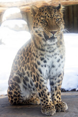 Leopard on a rock during winter