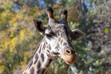 Portrait of a giraffe