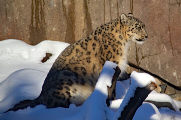 Snow leopard on the snow in a zoo