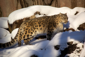 Snow leopard on the snow in a zoo
