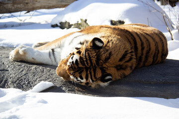Sleeping tiger on a rock during winter