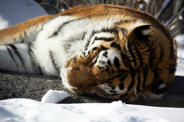 Sleeping tiger on a rock during winter