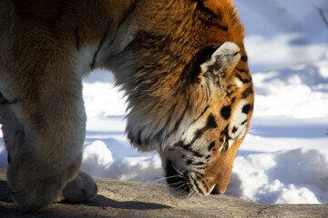 Close up of a tiger during winter