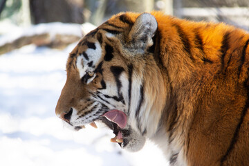 Close up of a tiger during winter