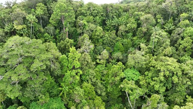 Thick rainforest covers limestone islands near Misool, Raja Ampat, Indonesia. These scenic islands' coral reefs, and the surrounding seas, support extraordinary marine biodiversity.