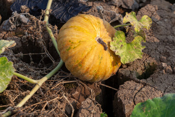 Pumpkin in the garden. Autumn harvest of pumpkins.