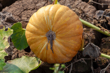 Pumpkin in the garden. Autumn harvest of pumpkins.