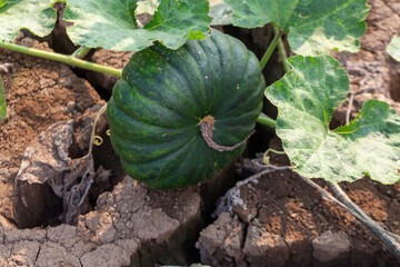 Pumpkin in the garden. Autumn harvest of pumpkins.
