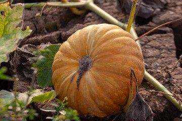 Pumpkin in the garden. Autumn harvest of pumpkins.