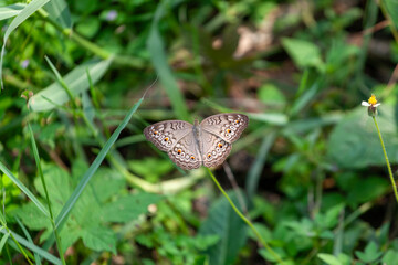 butterfly sitting on a flower in a meadow in summer