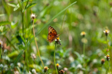 Fototapeta na wymiar butterfly sitting on a flower in a meadow in summer