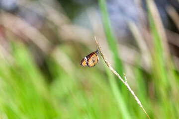 butterfly sitting on a flower in a meadow in summer