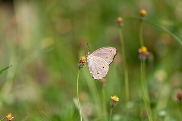 butterfly sitting on a flower in a meadow in summer