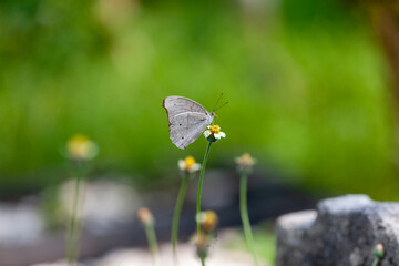 butterfly sitting on a flower in a meadow in summer