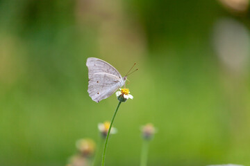 butterfly sitting on a flower in a meadow in summer
