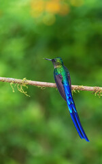 Violet Tailed Sylph Hummingbird