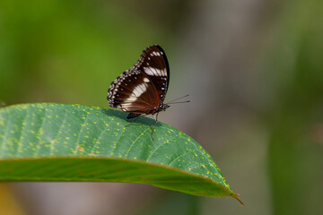 butterfly sitting on a flower in a meadow in summer