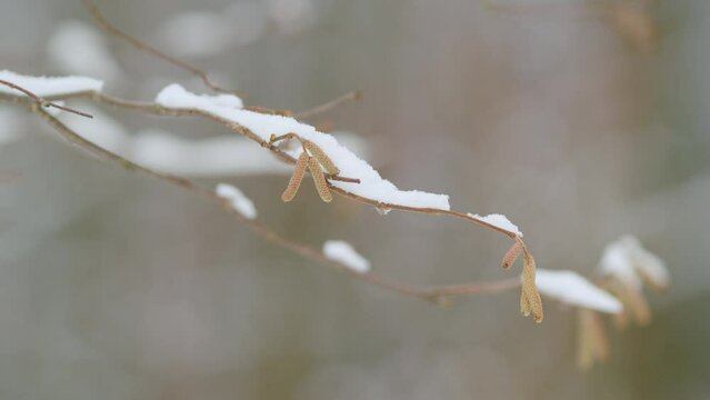 Corylus Hazel Tree In Winter. Mature Male Catkins On A Hazel Tree Or Corylus Avellana.