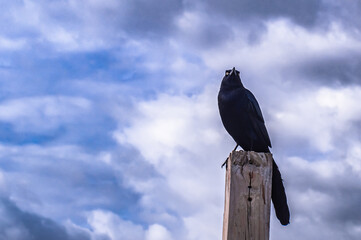 Bird sitting on post at South Padre Island, Texas