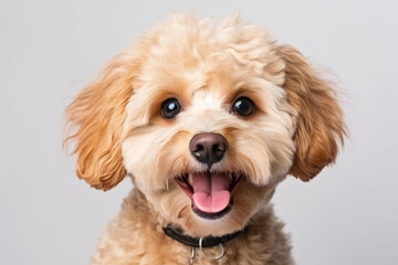 Adorable Poodle Mix Puppy with a Joyful Expression