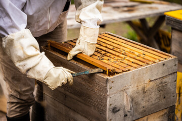 opening a beehive