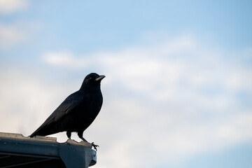 Black silhouette of a crow standing on roof corner with an evening blue sky and puffy white clouds
