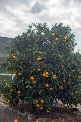Fototapeta na wymiar Ripe oranges on a tree