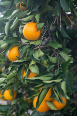 Ripe oranges on a tree