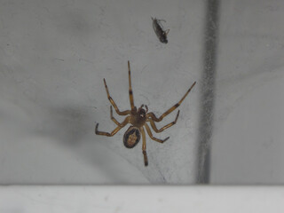 Juvenile noble false widow (Steatoda nobilis) spider in a dusty web woven on a white window frame