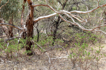 arid bushland and scrub in australia