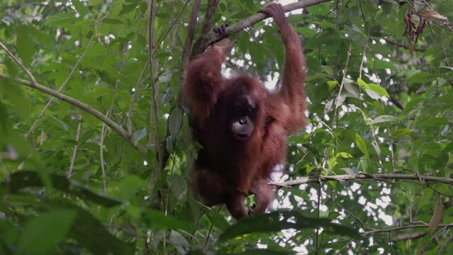 a wide shot of a female orangutan, in a rainforest tree, looking around at gunung leuser national park on sumatra, indonesia