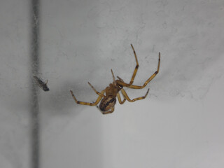 Juvenile noble false widow (Steatoda nobilis) spider in a dusty web woven on a white window frame