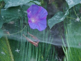 Spinne im Netz mit lila Blüte und Palmwedel