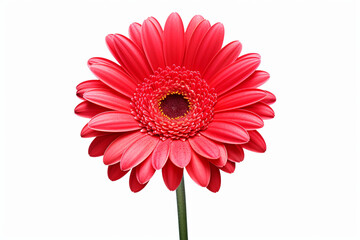 beautiful isolated red gerbera flower, isolated on white background, ideal for natural or season designs