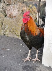 Bunter Hahn auf La Palma wild lebend