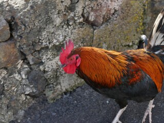 Bunter Hahn auf La Palma wild lebend