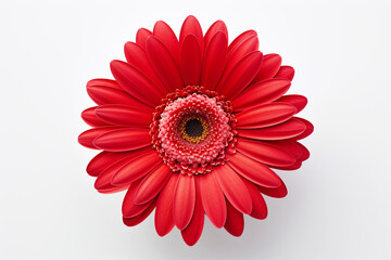 beautiful isolated red gerbera flower, isolated on white background, ideal for natural or season designs