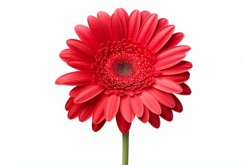 beautiful isolated red gerbera flower, isolated on white background, ideal for natural or season designs