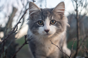 Portrait of a kitten on a tree