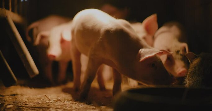 Pigs Farm Piggery Group Of Young Small Pigs Piglets Livestock Farm Newborn Pigs