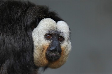 オスのシロガオサキの顔のアップ