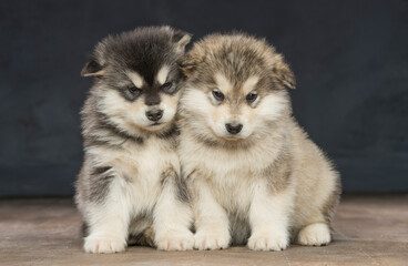 portrait of a group of malamute puppies