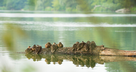 group of wild ducks family on the lake