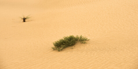 desert in the emirates for background