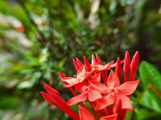 beautiful red flower background closeup