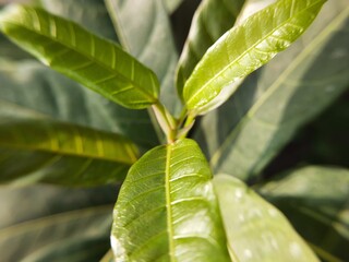 Botanical Herb Collection Close Up Nature Organic Presentation Background