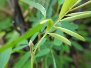Cicer Milkvetch (Astragalus cicer L.) Close Up in the Morning for Nature Presentation Background